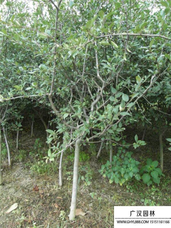 垂絲海棠 (3).jpg