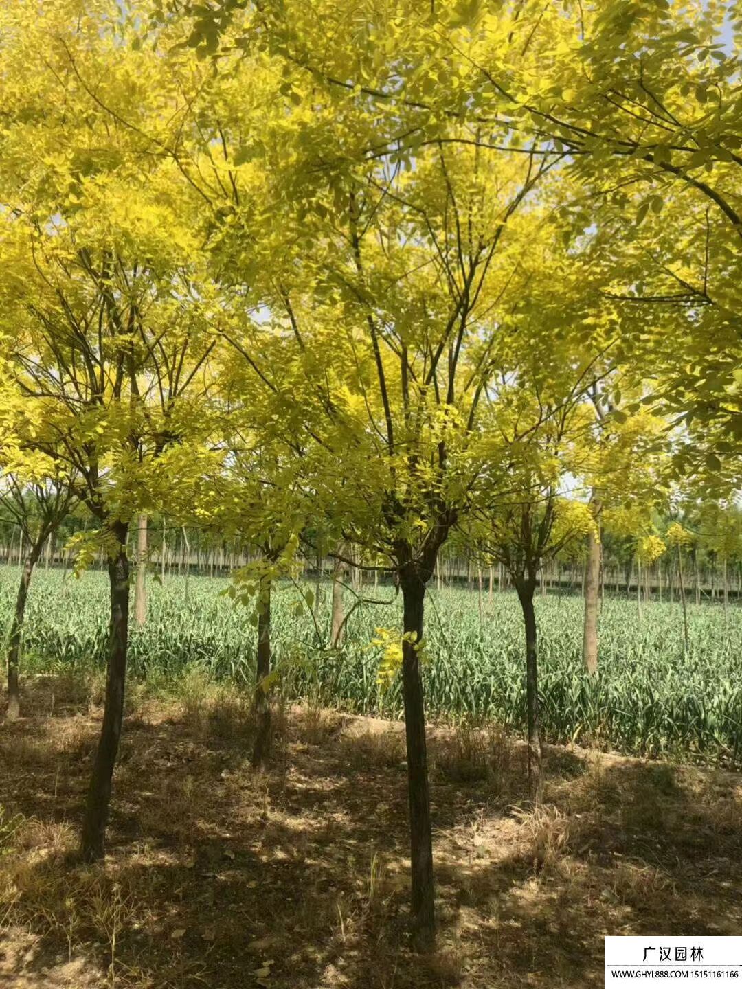 金葉國槐 (4).jpg