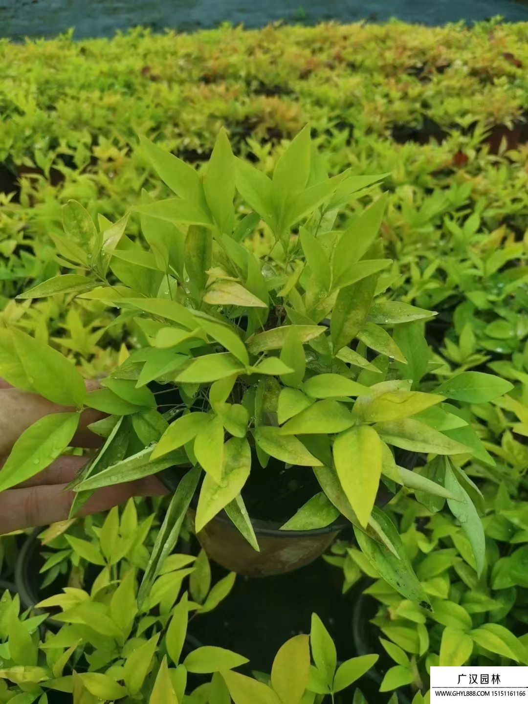 火焰南天竹 (6).jpg