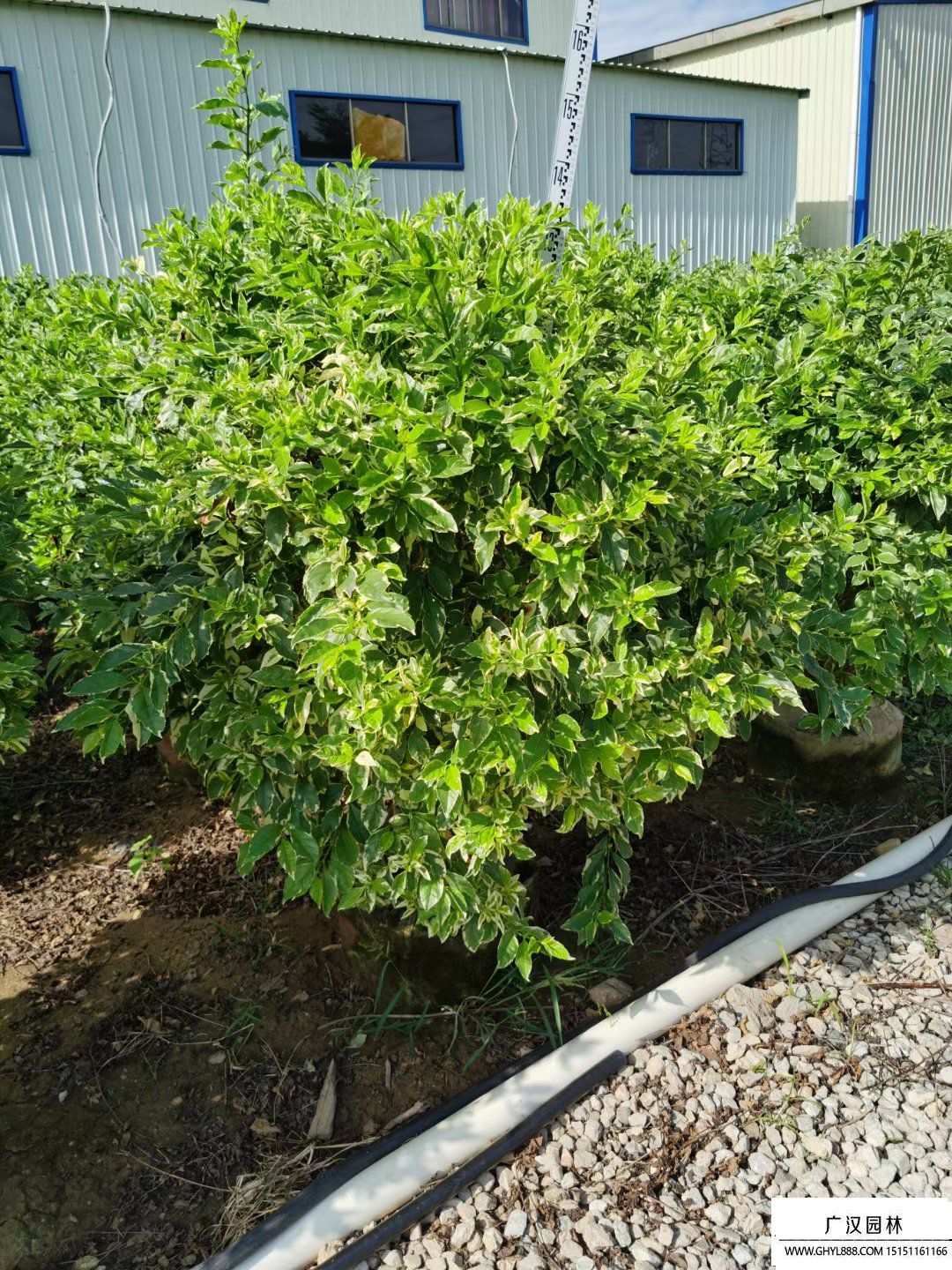 花葉連翹 (2).jpg