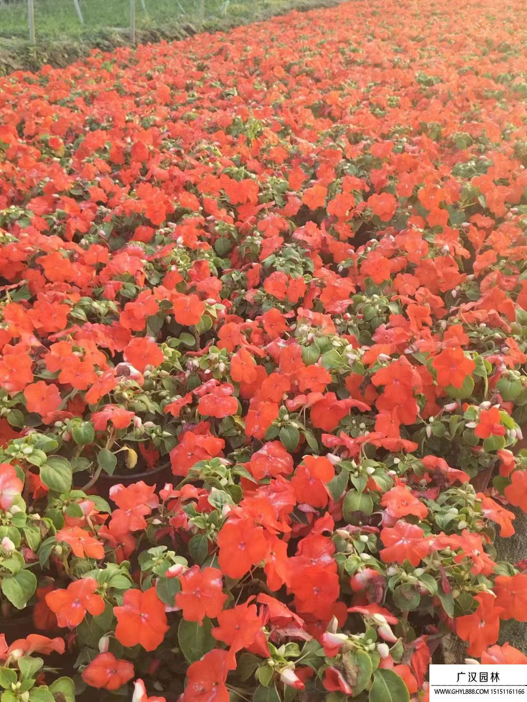 非洲鳳仙 (9).jpg