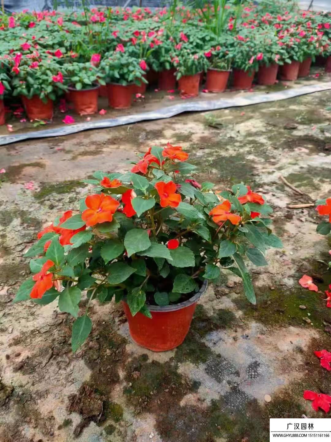 非洲鳳仙 (10).jpg