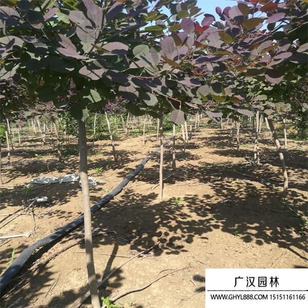 美國紅櫨 (3).jpg