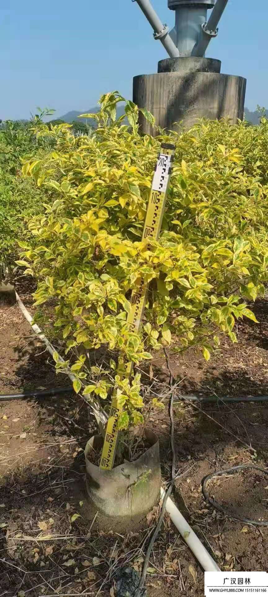 金葉假連翹 (5).jpg