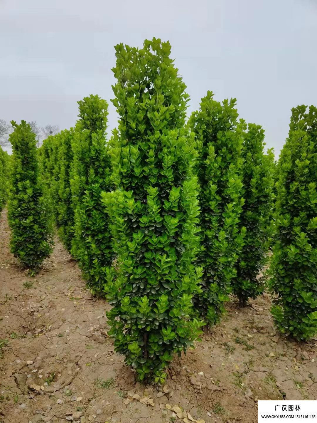 北海道黃楊 (2).jpg