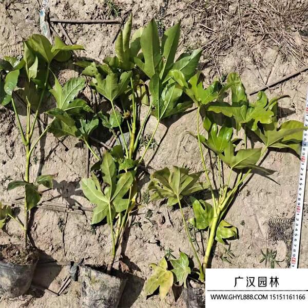 八角金盤(pán) (2).jpg