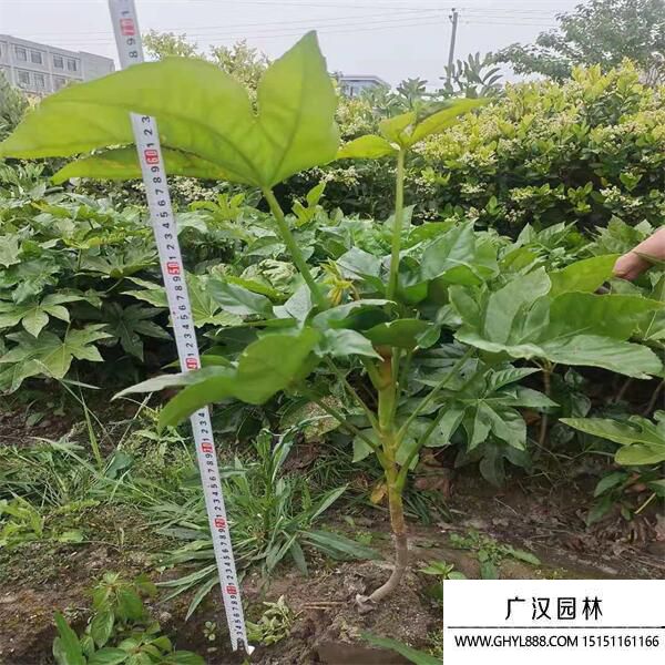 八角金盤 (3).jpg