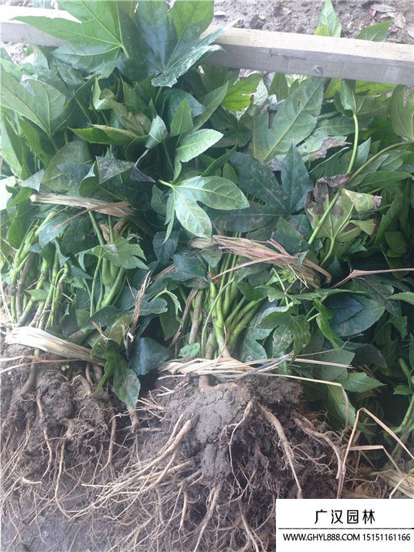 八角金盤(pán) (5).jpg