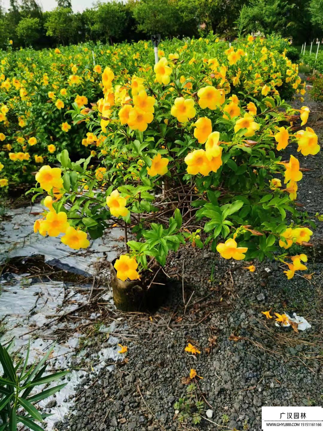 軟枝黃蟬 (1).jpg