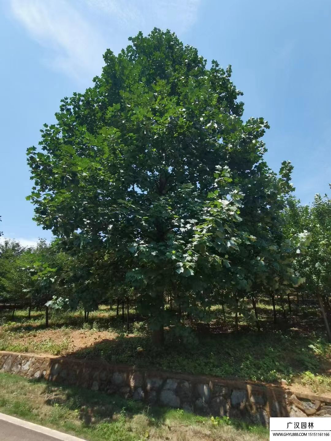 北美鵝掌楸 (3).jpg