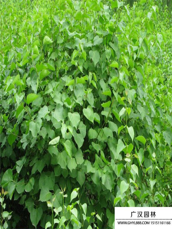 暴馬丁香 (5).jpg