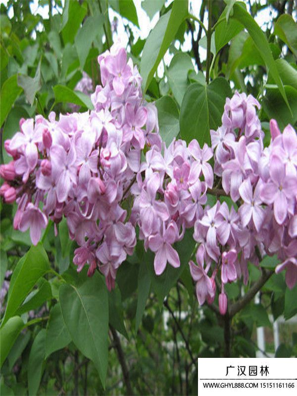 暴馬丁香 (11).jpg