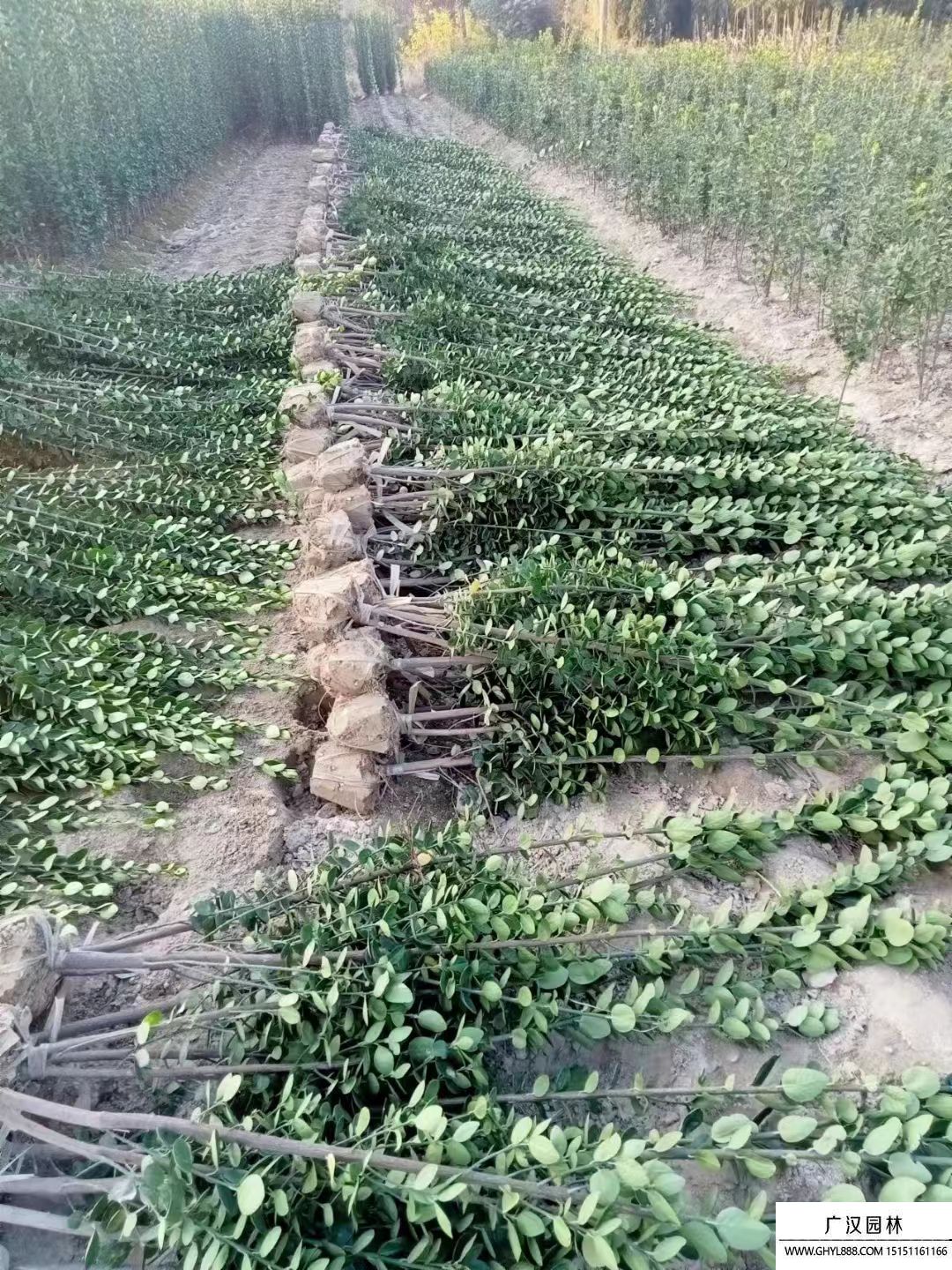 北海道黃楊 (1).jpg