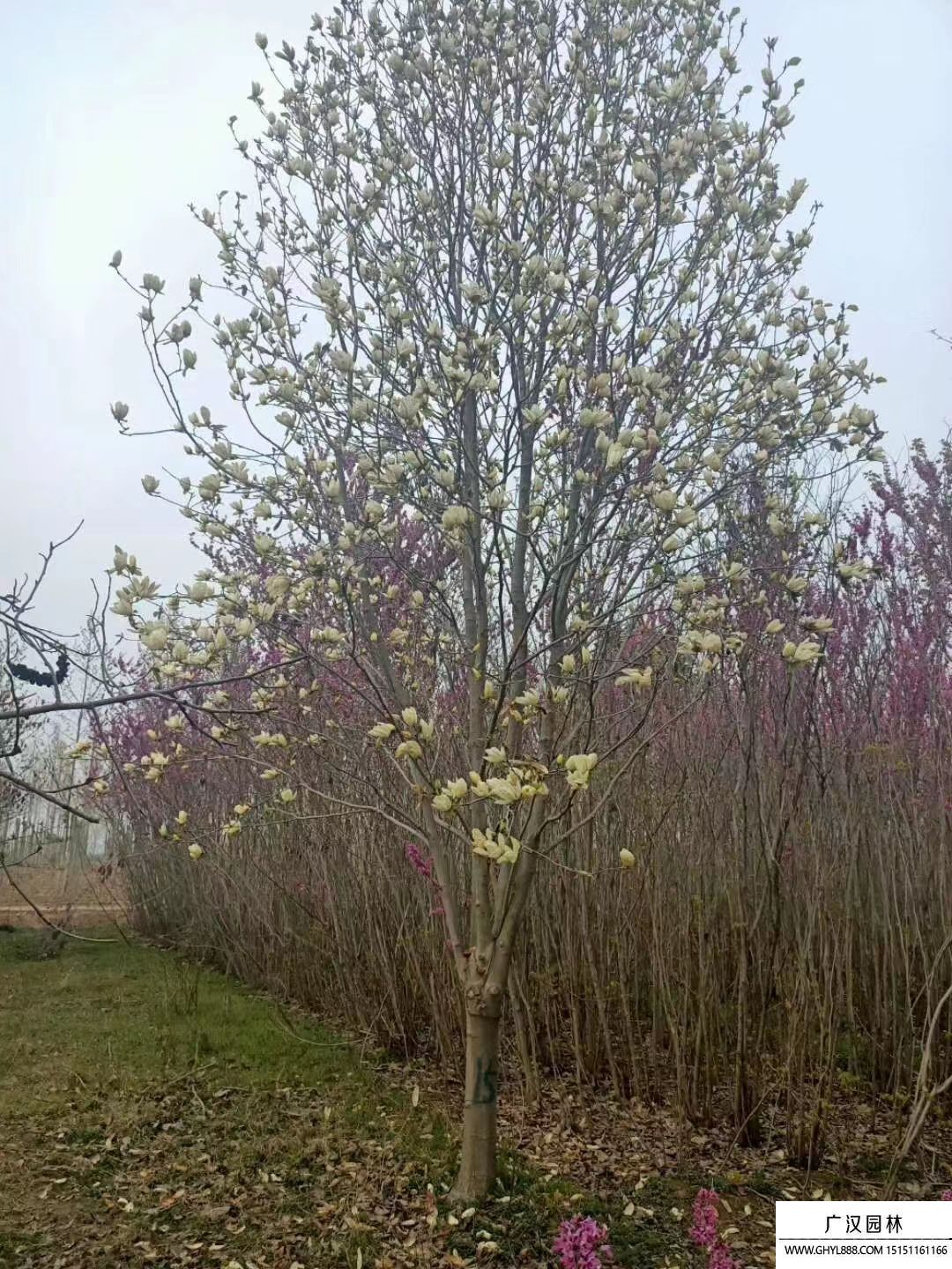 黃玉蘭 (2).jpg 黃玉蘭 (2).jpg