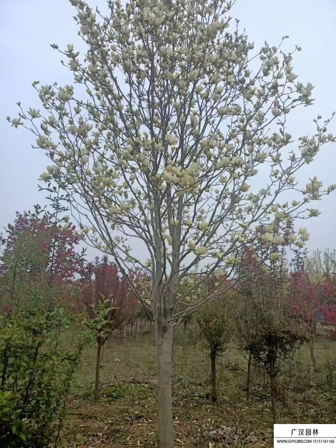 黃玉蘭 (3).jpg 黃玉蘭 (3).jpg