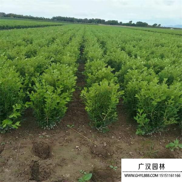 瓜子黃楊 (1).jpg