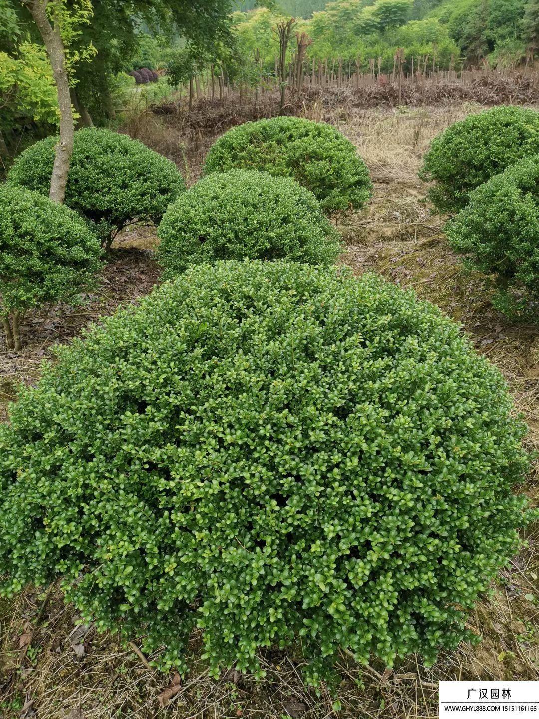 龜甲冬青球 (1).jpg