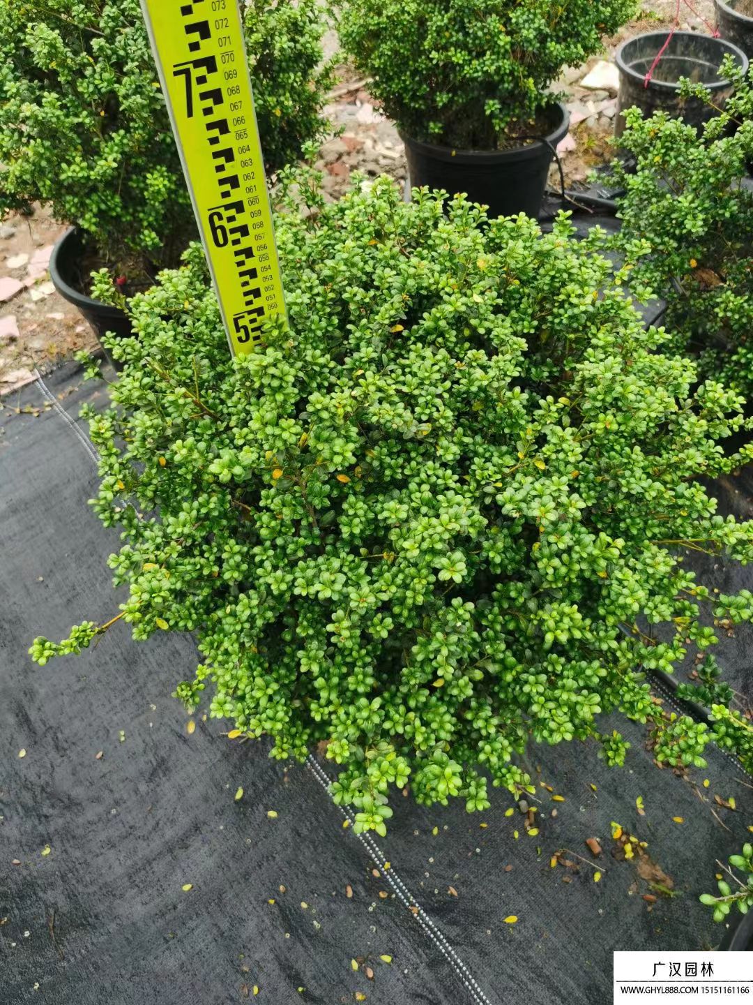 龜甲冬青球 (11).jpg