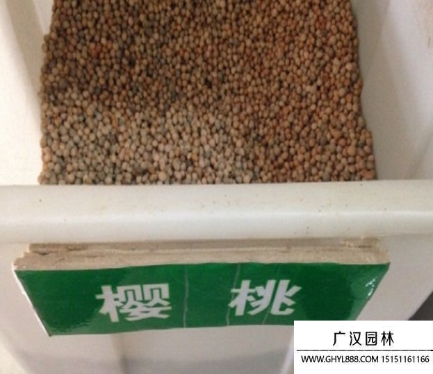 櫻桃種子 (2).png