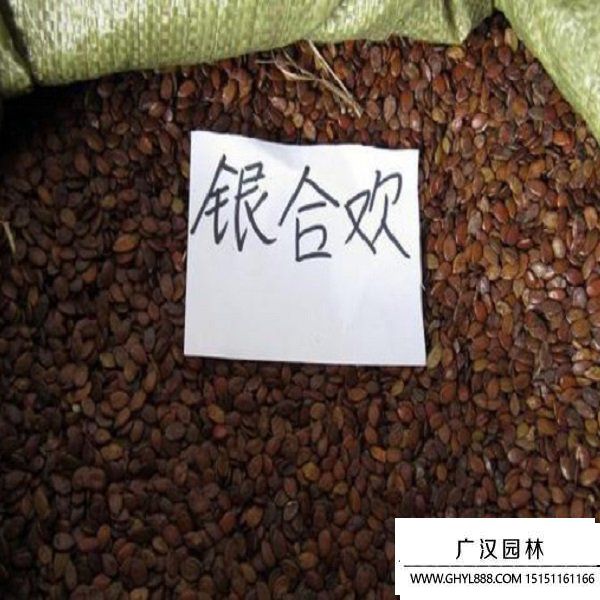 銀合歡種子 (1).jpg