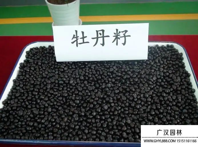 牡丹種子 (1).jpg