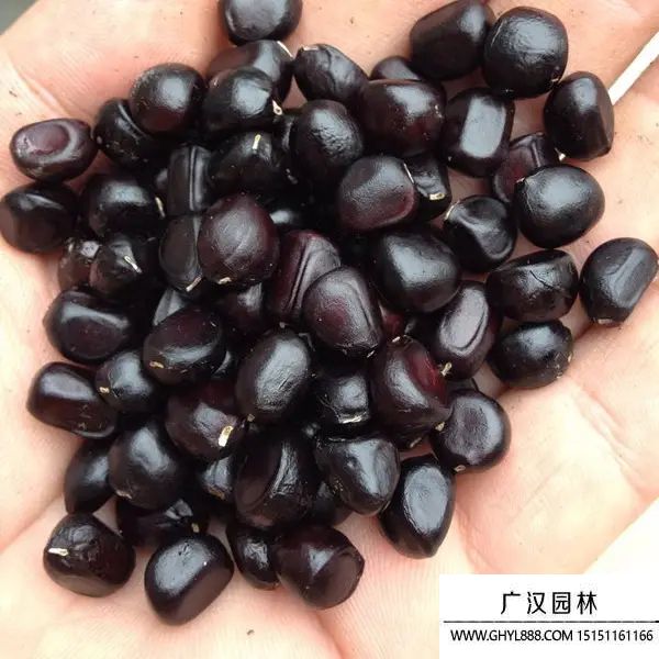 牡丹種子 (2).jpg