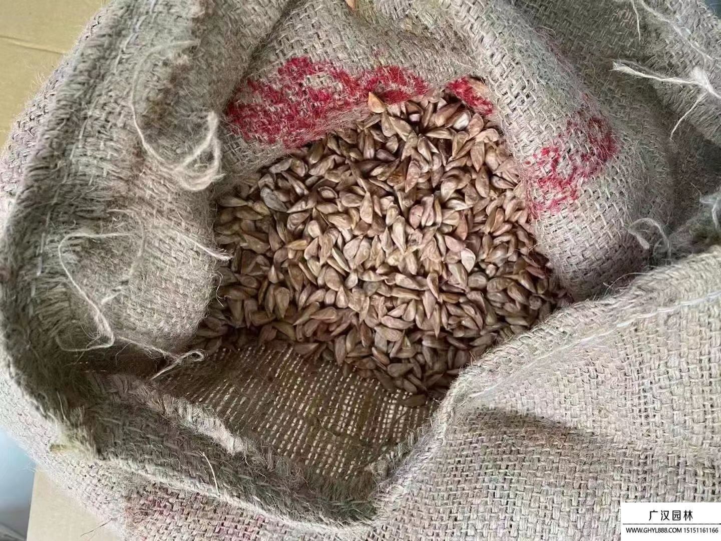 雪松種子 (2).jpg