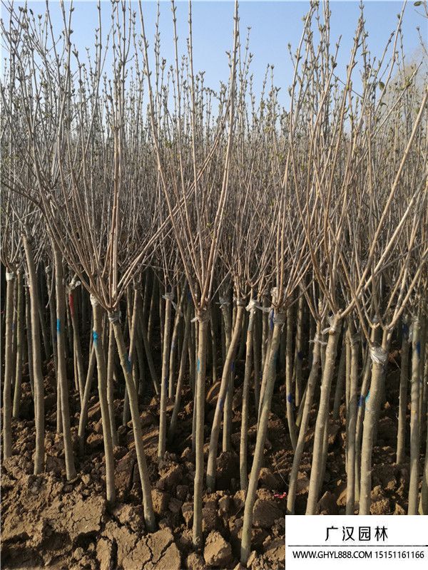 獨(dú)桿丁香 (5).jpg