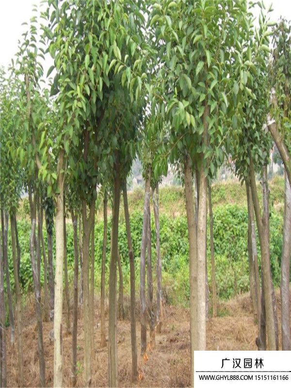 高桿女貞 (3).jpg