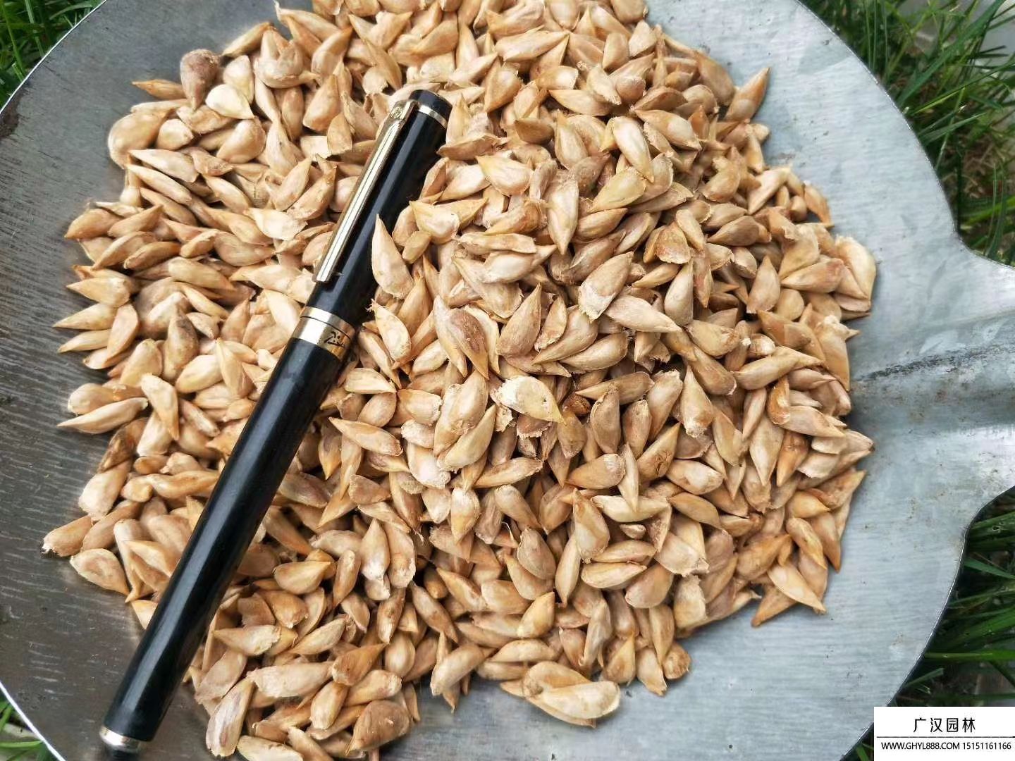 雪松種子 (4).jpg