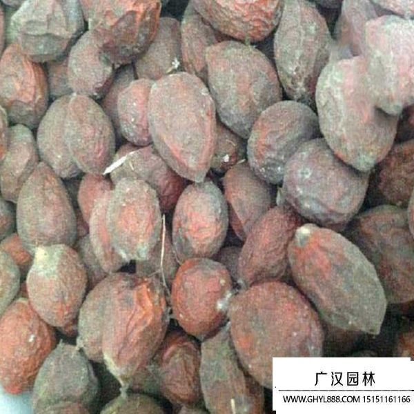 鐵樹種子 (2).jpg