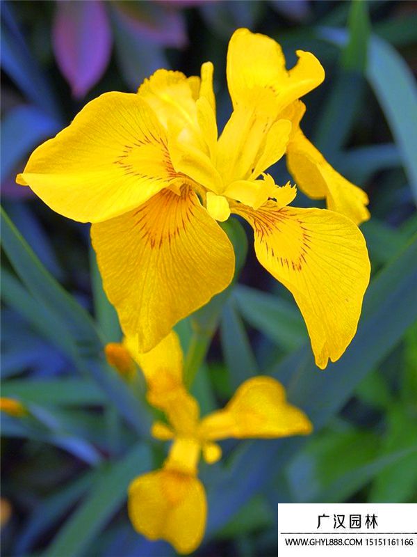黃菖蒲 (1).jpg