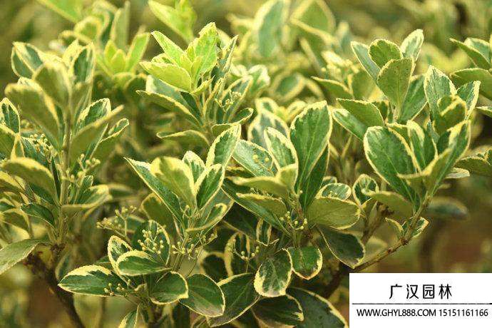 金邊黃楊價(jià)格表(圖1)