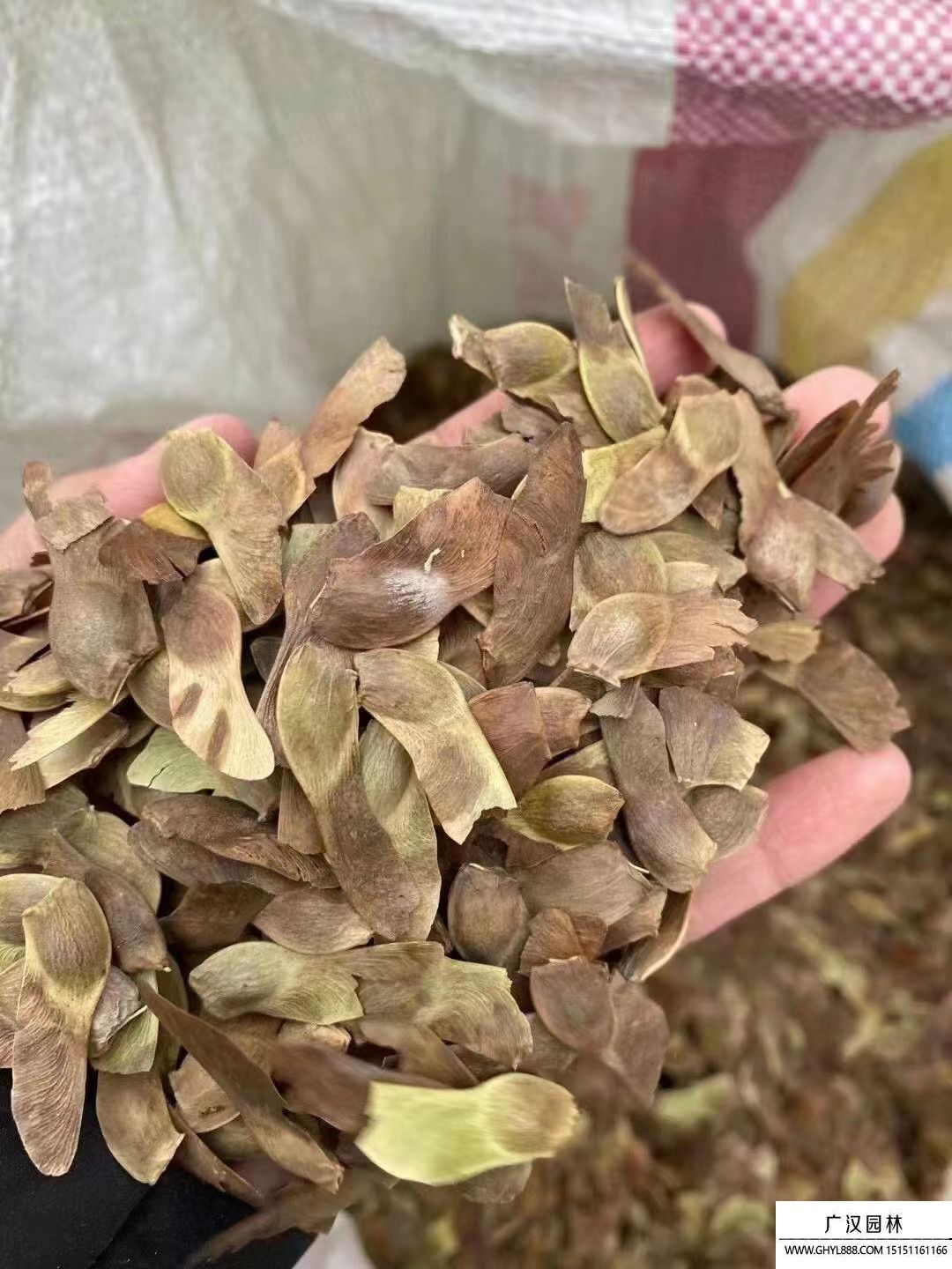 五角楓種子 (4).jpg