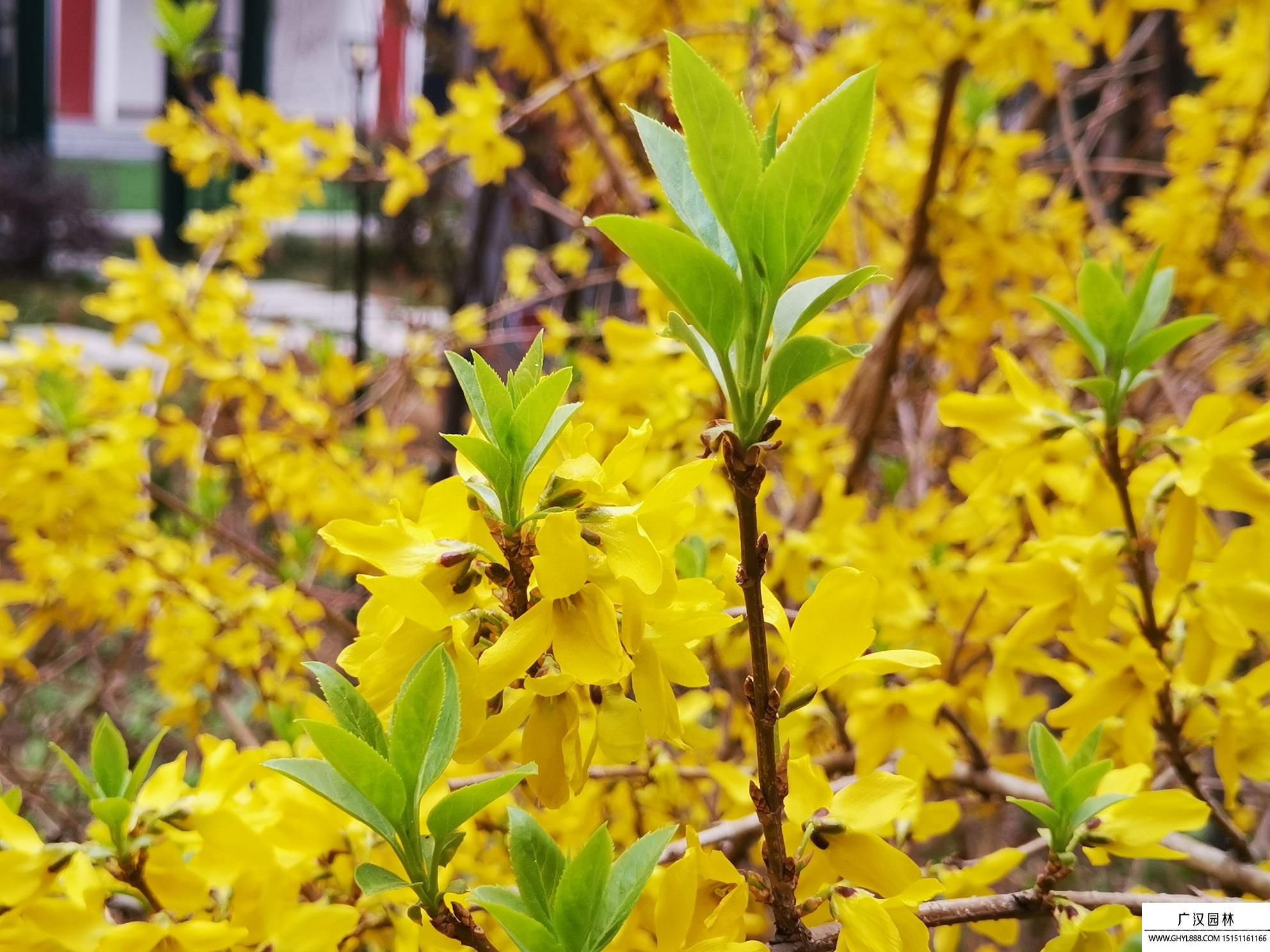 連翹有什么功效與作用(圖2)