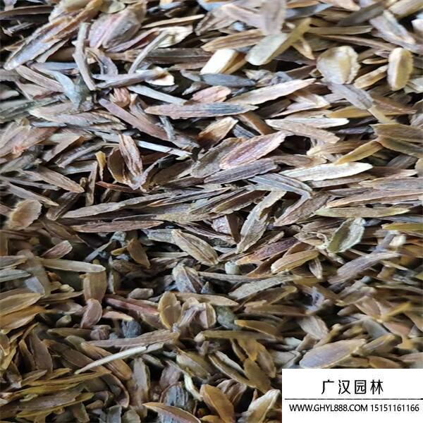 丁香種子 (3).jpg