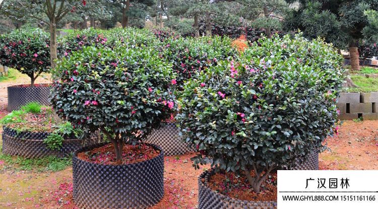 茶梅能種在庭院嗎(圖1)