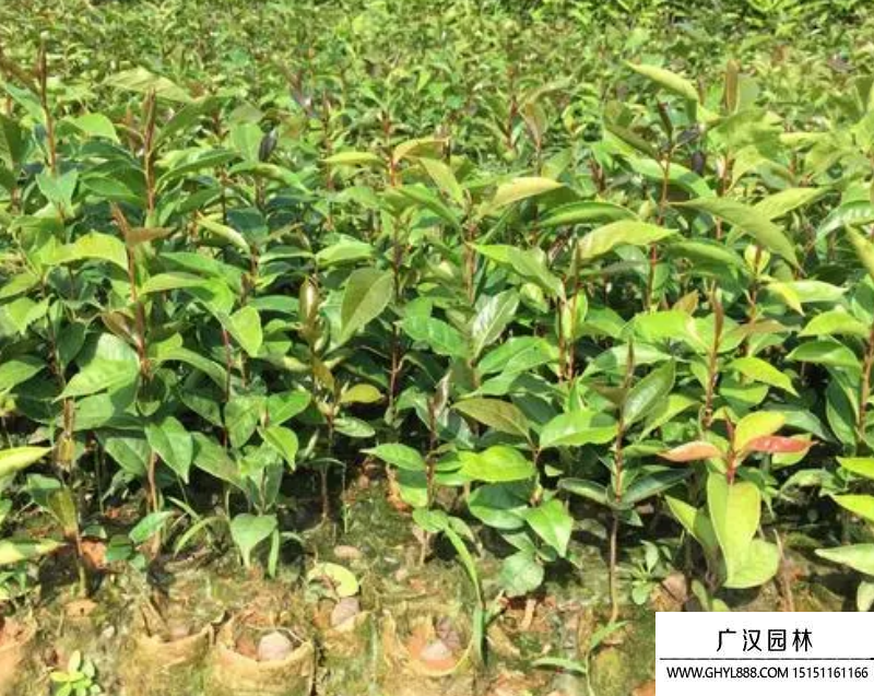 紅花油茶 紅花油茶