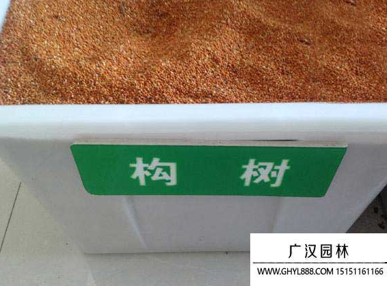 構(gòu)樹種子 構(gòu)樹種子