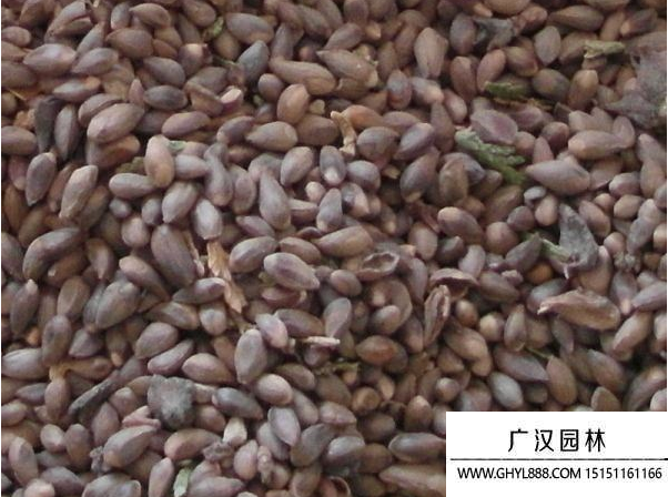 側(cè)柏種子 側(cè)柏種子