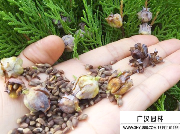 側(cè)柏種子 側(cè)柏種子