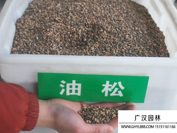 油松種子 油松種子
