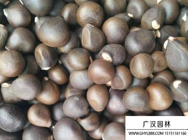 文冠果種子 文冠果種子