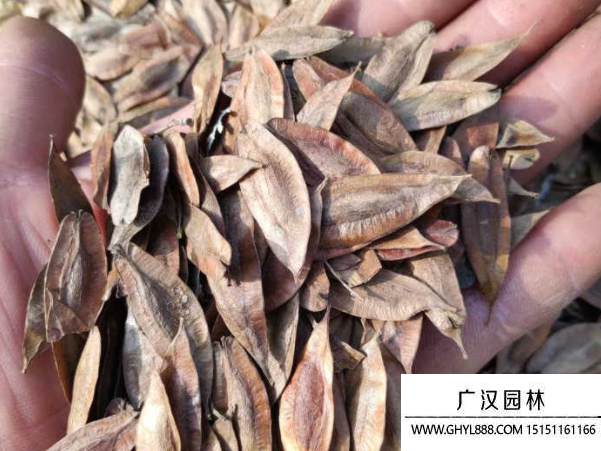 杜仲種子 杜仲種子