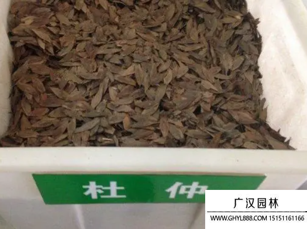 杜仲種子 杜仲種子