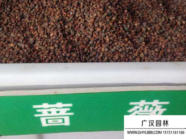 薔薇種子 薔薇種子