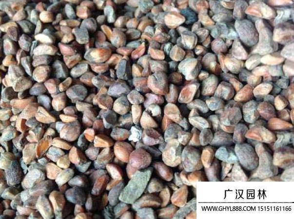 薔薇種子 薔薇種子