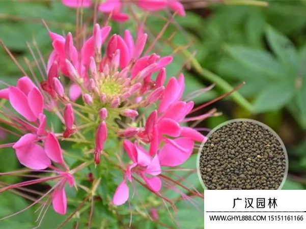 花卉種子 花卉種子