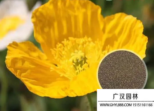 花卉種子 花卉種子