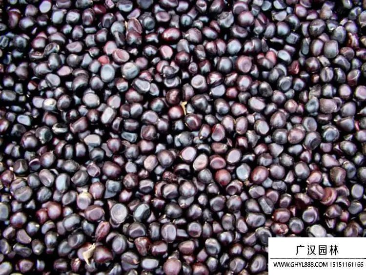 牡丹種子 (3).jpg